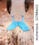 Blue-footed Booby, Galapagos Free Stock Photo HD - Public Domain Pictures