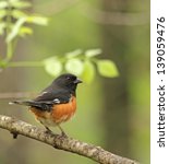 Small photo of Male eastern towhee, Pipilo erythrophthalmus, perched on a tree branch