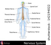 Nervous System Free Stock Photo - Public Domain Pictures