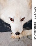 Small photo of Arctic Fox (Alopex lagopus) rests head on paw - captive animal