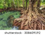 mangrove trees in a peat swamp...