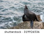 australia fur seal close up...