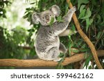 australian koala outdoors in a...