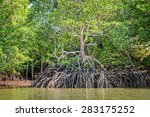 mangrove at low tide revealing...