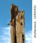 pine tree decayed stump