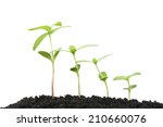 Seedling free stock photo public domain pictures
