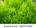 green fern texture for you a...