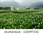 calla lily in yangmingshan...