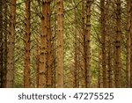 many pine tree trunks in...
