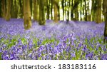 a carpet of bluebells in the...