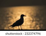 Small photo of Silhouette, seagulls winter evacuate standing on sunset background at QM. Bangpu Recreation Center,Thailand.