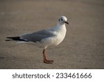 Small photo of Seagulls winter evacuate on the road at QM. Bangpu Recreation Center,Thailand.