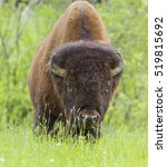 Small photo of A huge male - American bison (Bison bison) in the prairie