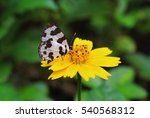 Small photo of An Angled Pierrot butterfly in Sanjay Gandhi National Park,Mumbai