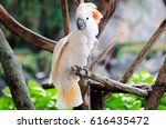 moluccan cockatoo on a perch