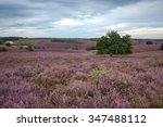 purple heathland