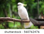 pretty cockatoo on branch tree