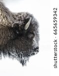 Small photo of American Bison