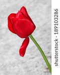 Small photo of Single red tulip outside in early spring against set against an open light grey background allowing for copy space
