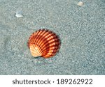 sea shell is lying on wet sand