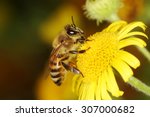 Honey Bee  Bee
