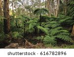 australian fern tree forest at...