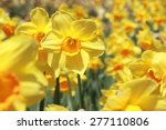 field of yellow daffodils or...