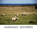 grazing sheep at a coastal...