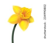 a single daffodil  a bright...