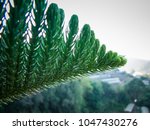 Image Of Fresh Green Needles Of A Norfolk Island Pine | Freebie.Photography