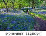beautiful bluebells in the...