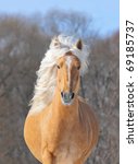 Palomino Horse Portrait Free Stock Photo - Public Domain Pictures