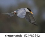 Small photo of River tern -Close flying Shot With green background