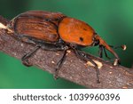 Small photo of Palm weevil (Rhynchophorus ferrugineus). This beetle has spread to all regions across the globe and is causing havoc to palm tress in many places.