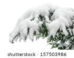 fir branch heavily covered with ...