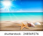 shells on sandy beach 