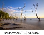 mangrove trees on the beach at...