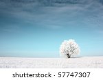 alone frozen tree in snowy field