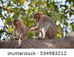 Small photo of Bonnet Macaque Monkey's grooming and cleaning each other.Image taken at Sanjay Gandhi National Park in Mumbai,India. Scientific Name: Macaca radiata