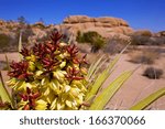 yucca brevifolia flowers in...