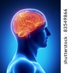 Human Brain Free Stock Photo - Public Domain Pictures