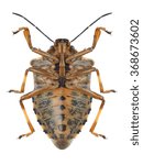 Small photo of Bug Pinthaeus sanguinipes (underside) on a white background