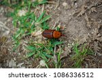 Small photo of Red Palm Weevil (Rhynchophorus ferrugineus) on bare ground and tufts of thick grass