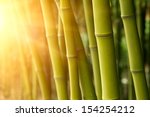 bamboo green forest background 