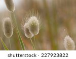 hare's or bunny tails grass...