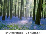 bluebell wood  england