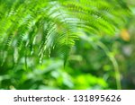 wild nature   green fronds...