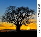 silhouetted oak tree against a...
