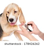 Jack russel thumb nails Latina sucking big white cock