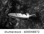 B And W Feather Free Stock Photo - Public Domain Pictures